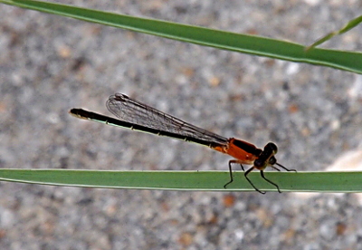 [A top, side view of a damselfly on a blade of grass. The top of the body is black and the barely visible underside is light blue.]